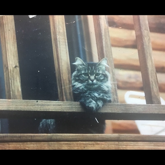 Miss Kitty! - Picture 2 of 3